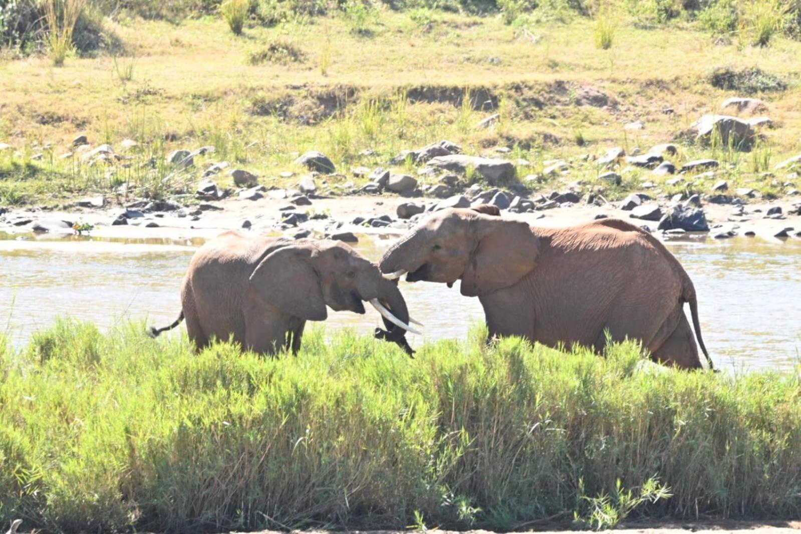 Buckler'S Africa Lodge Kruger Park Komatipoort Eksteriør billede