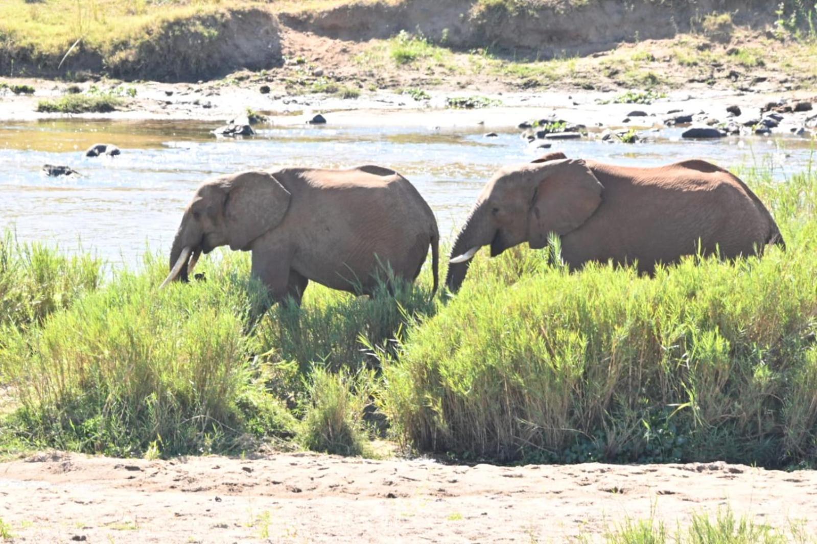 Buckler'S Africa Lodge Kruger Park Komatipoort Eksteriør billede